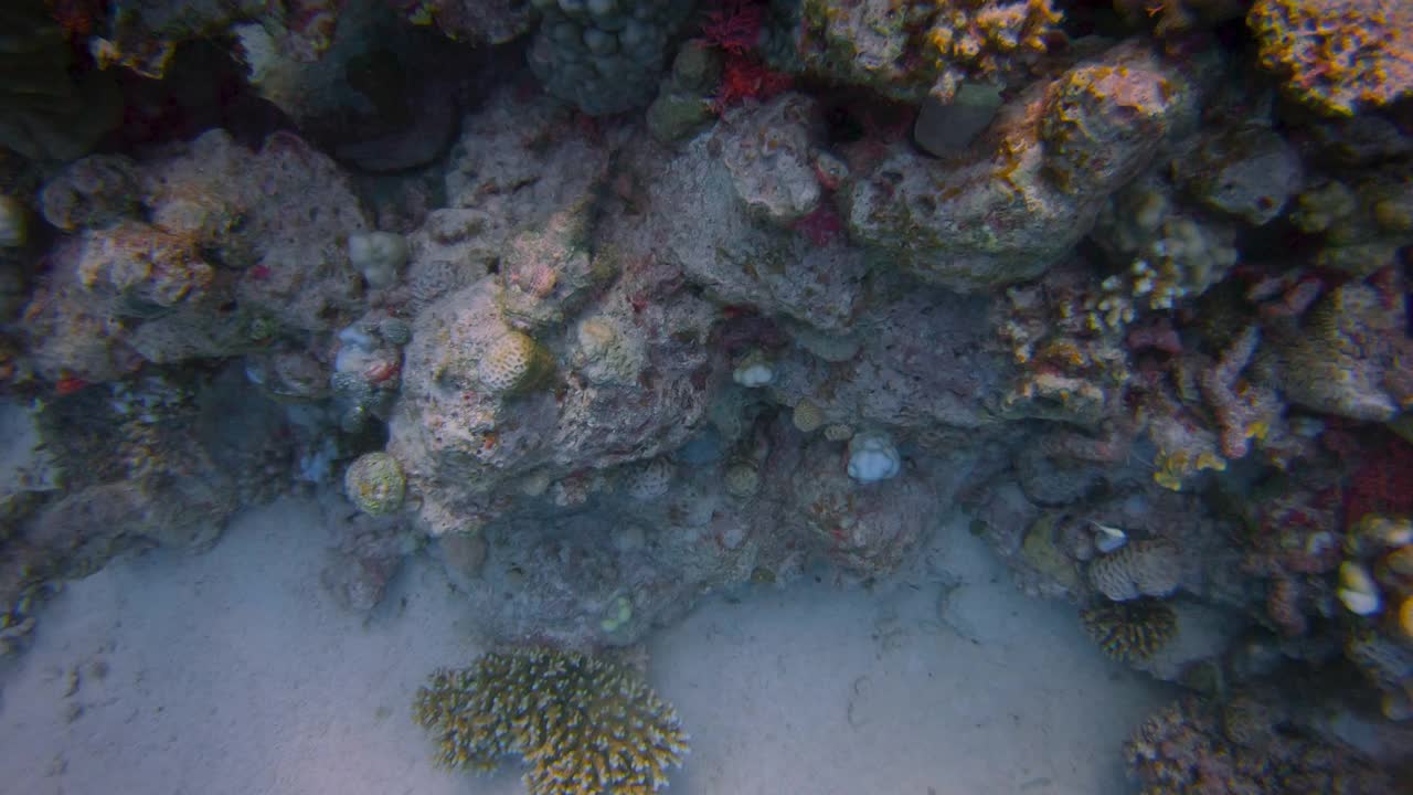 埃及红海-拉哈米湾-马萨阿拉姆的有穗蝎子鱼视频素材