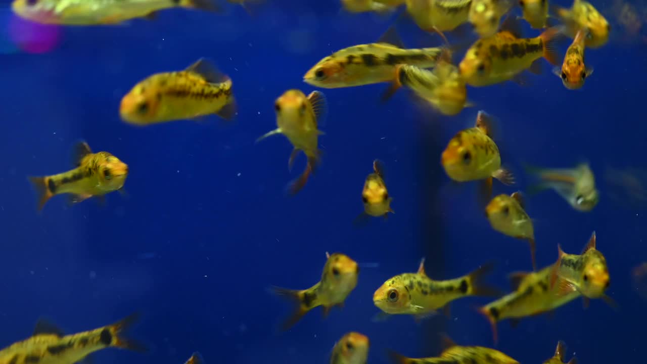 许多金鱼在一个玻璃鱼缸里游泳。美丽的淡水宠物美丽的养鱼创意视频下载
