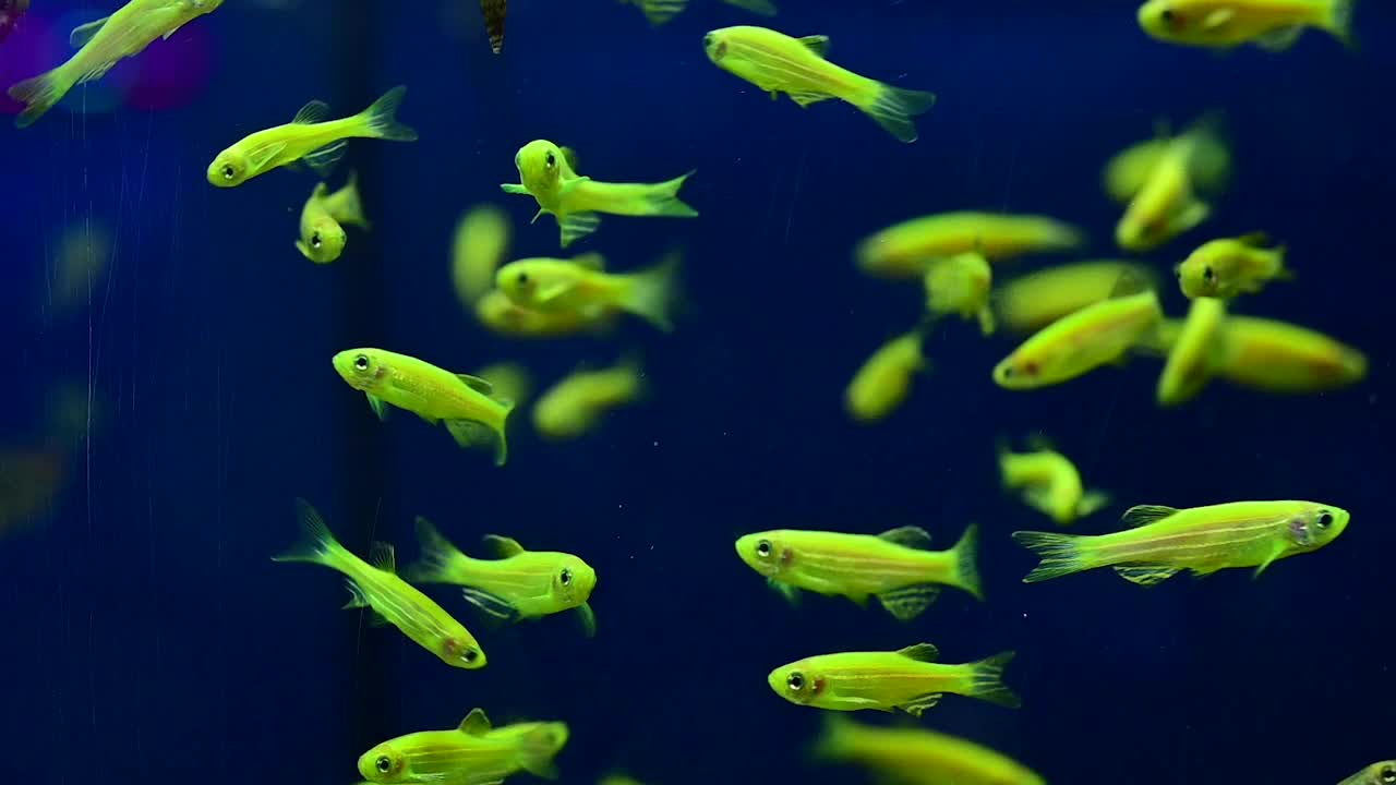 许多小的、淡绿色荧光的鱼在水下快乐地游着，美丽的鱼，慢动作视频，水下发光的鱼。视频素材