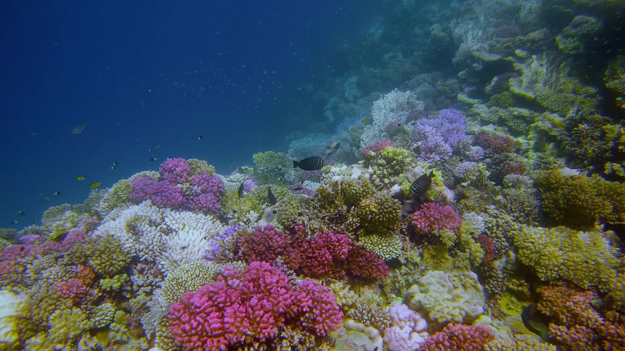 红海上的珊瑚礁-马萨阿拉姆-埃及视频素材