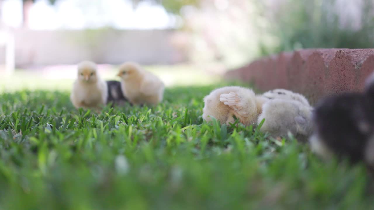 小鸡们在新家后院里玩耍视频下载