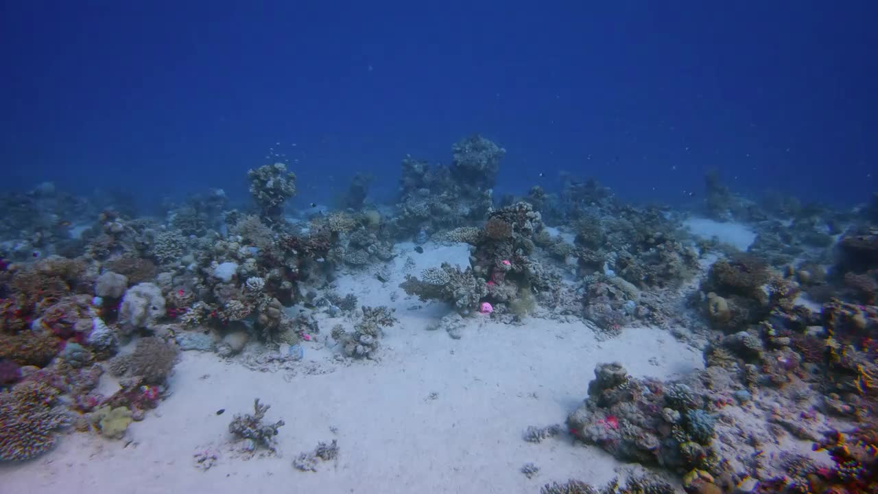 水下潜水在美丽的珊瑚礁和许多热带鱼在红海-马萨阿拉姆视频素材