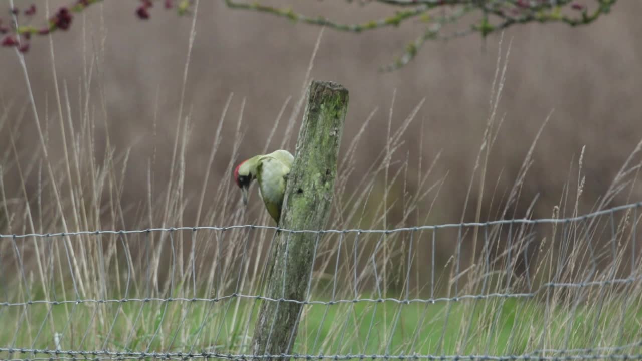 绿色啄木鸟，Picus viridis，栖息在篱笆的木桩上，在田野的边缘整理。视频素材