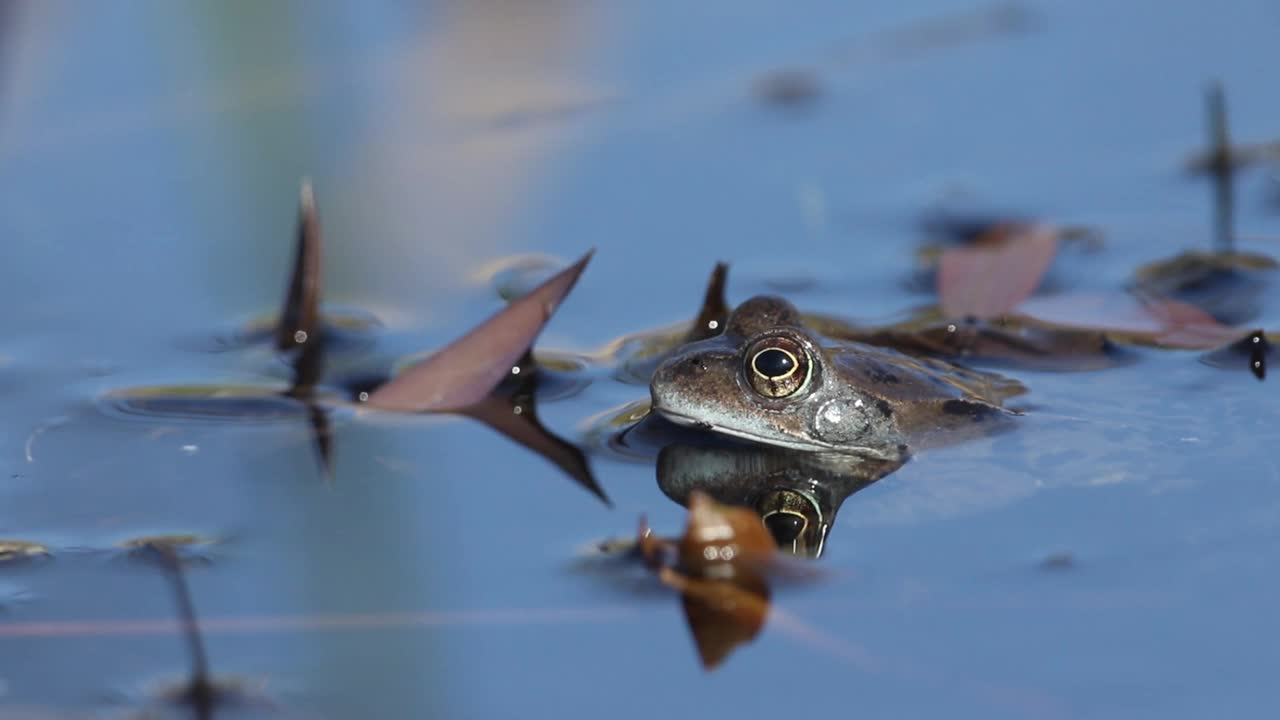 一种普通的青蛙，暂时性林蛙，刚从春天的池塘里冬眠出来。它正在观察更多的青蛙进入水中，以便与它们交配和产卵。视频下载