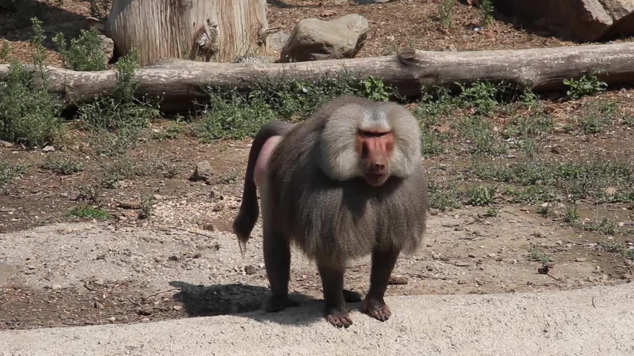 猴子生活在一个天然森林股票视频视频下载