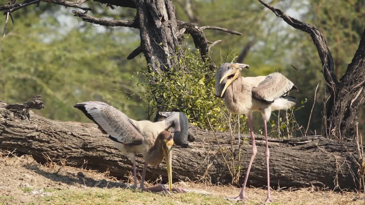在keoladeo国家公园或bharatpur鸟类保护区印度拉贾斯坦邦，幼画鹳或新冠神秘鸟不断呼唤她的母亲为食物的近距离镜头视频下载