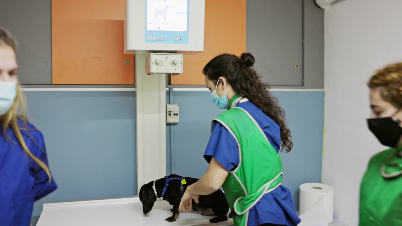 在放射室照顾狗的兽医助理视频下载