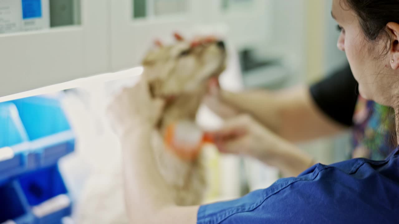 兽医助理刷金毛猎犬混合幼犬视频素材