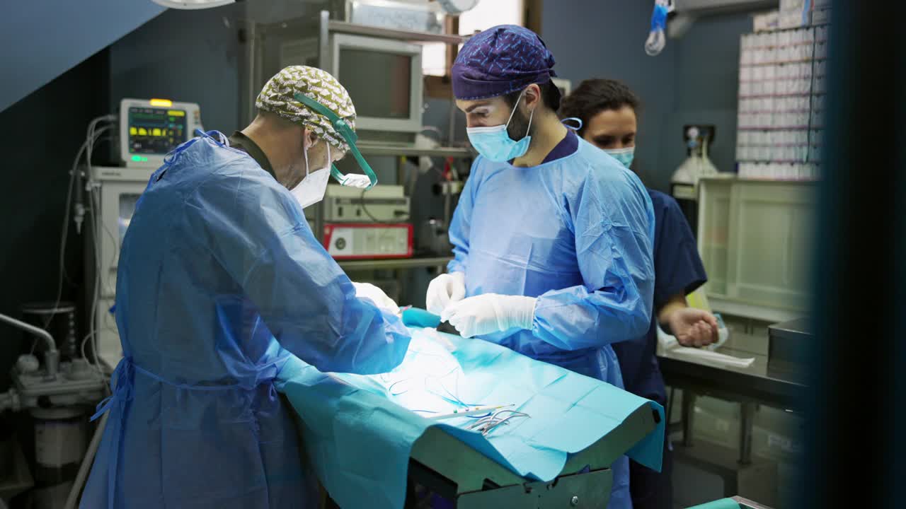 专注的兽医在外科病房为病人工作视频下载