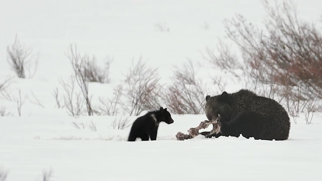 著名的灰熊#863 /费利西亚(北极熊)和她的幼崽在雪地里玩耍/打滚/摔跤的4K MS镜头视频下载