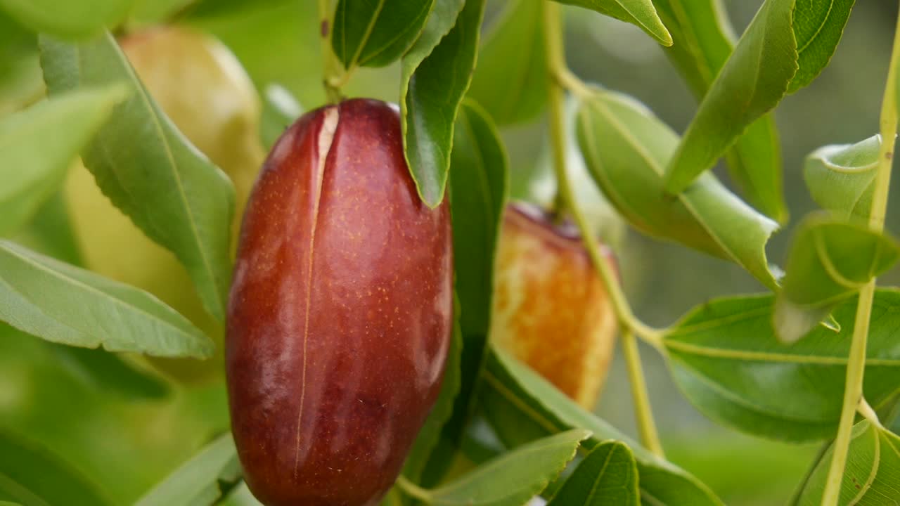 枣树上的果实，枣子是热带水果近看视频下载