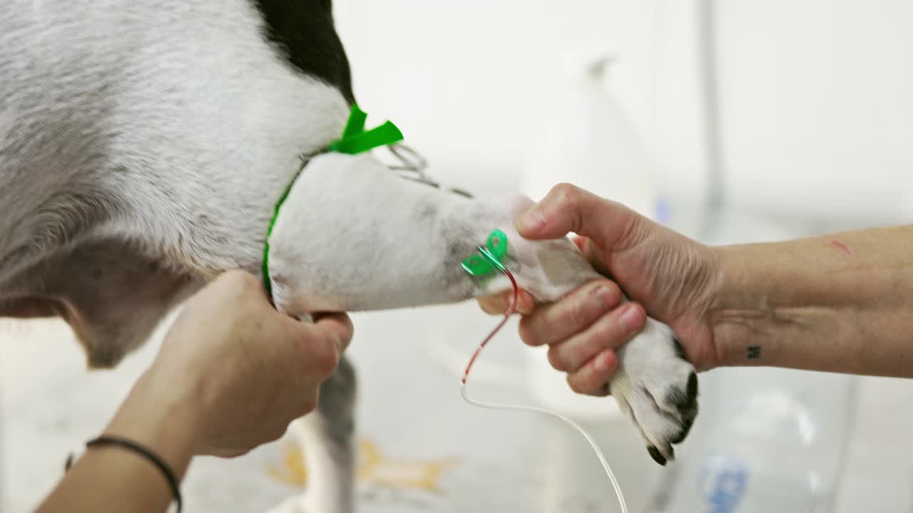 兽医技术员从狗身上抽取血样视频素材