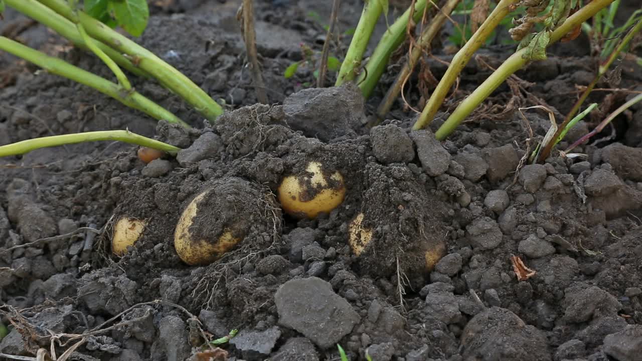 农民在马铃薯地里收割土豆。视频下载