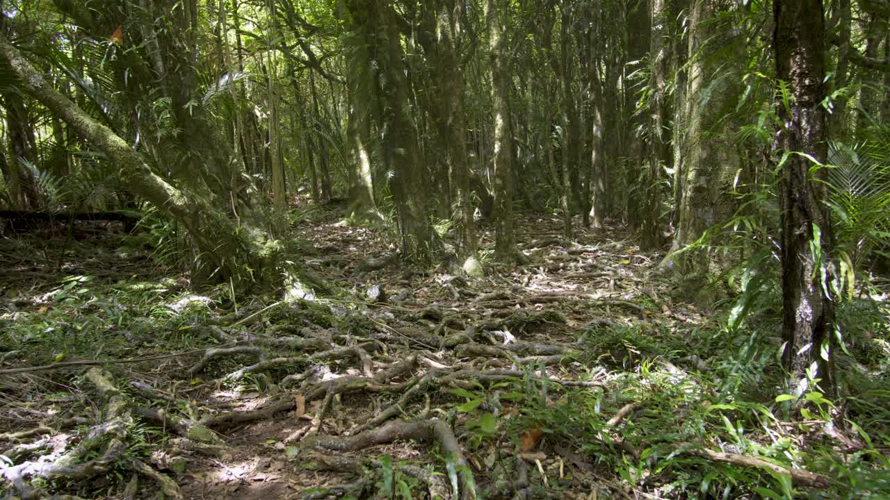 神奇的绿色森林在新西兰的野生自然景观与神秘的树和根视频下载