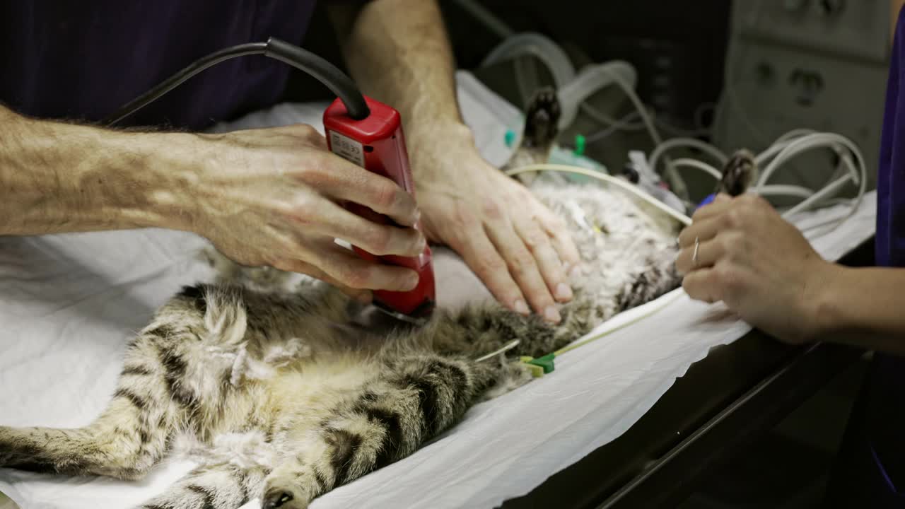 男性兽医剃须猫在除草程序视频下载