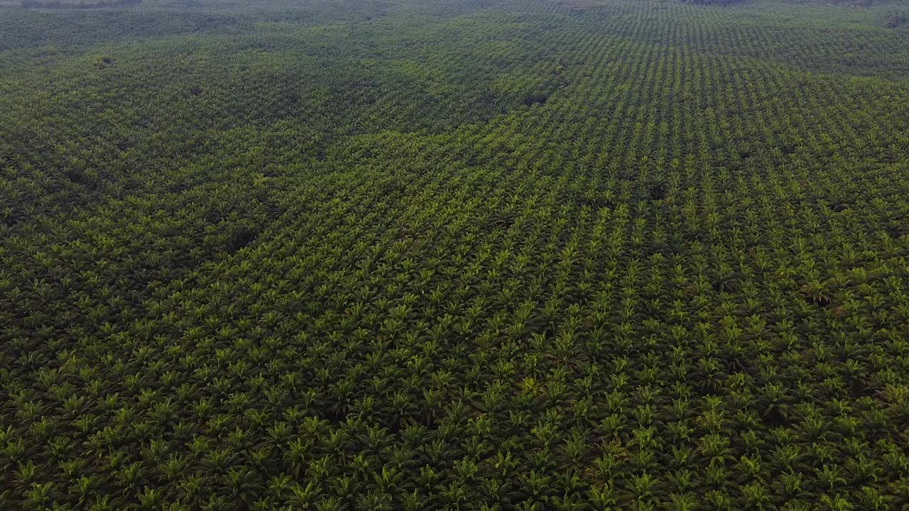 在东亚的绿色棕榈油种植园的Arial视图。视频下载