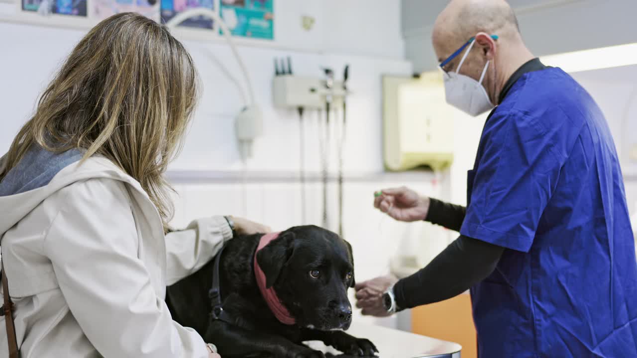 兽医准备从黑色拉布拉多犬身上抽血视频素材