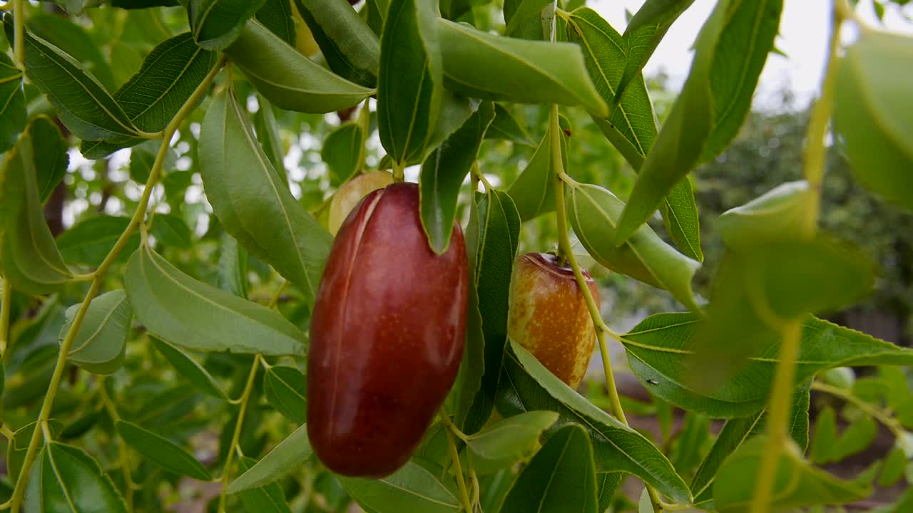 枣树果实或酸枣，近距离食用天然有机食品视频下载