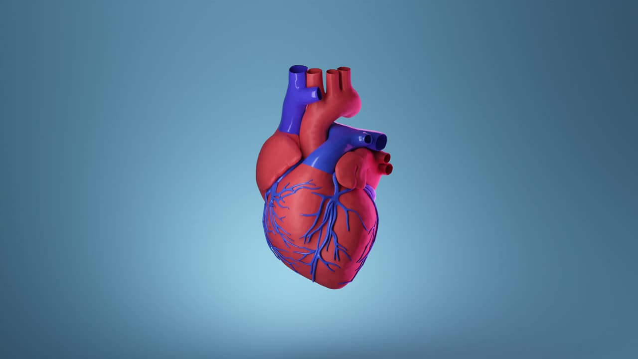 人类心脏跳动的动画插图。视频下载