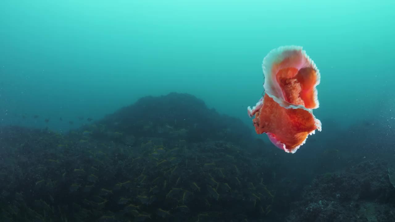 罕见的充满活力的华丽的海洋生物在海洋中游泳视频下载