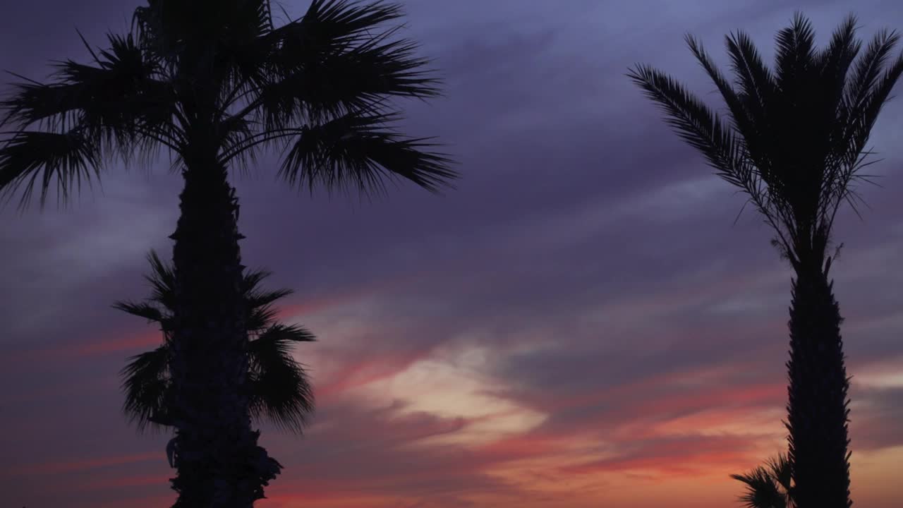 两棵棕榈树在夕阳的彩色背景上。微距拍摄的手掌轮廓对天空在黄昏视频下载