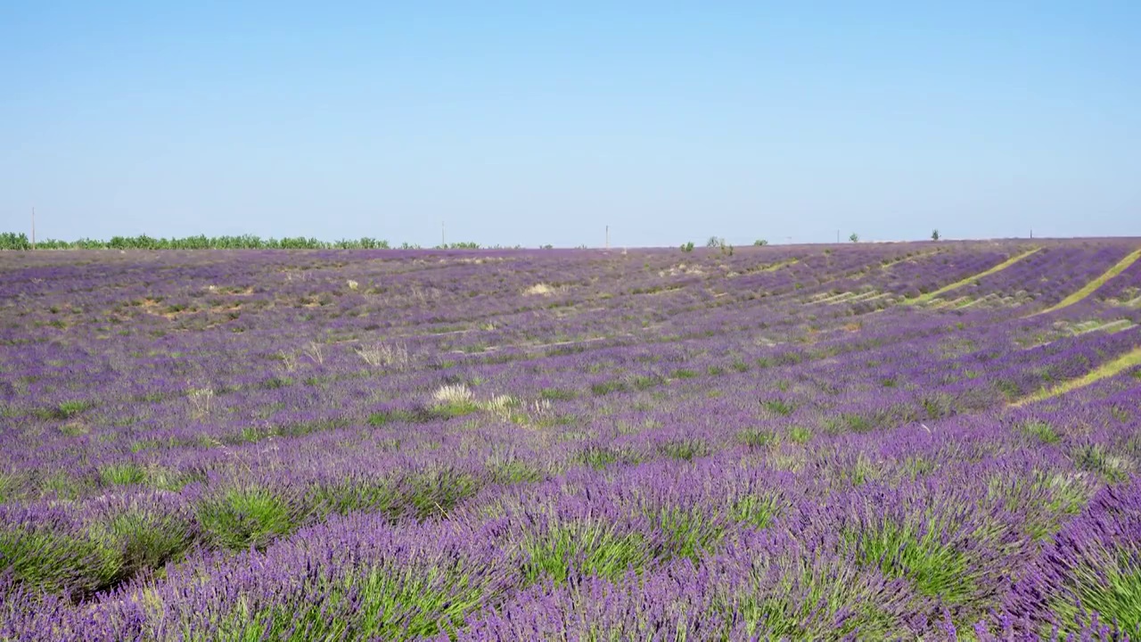 法国普罗旺斯薰衣草被风吹动的全景。生的薰衣草花丛和蜜蜂视频下载