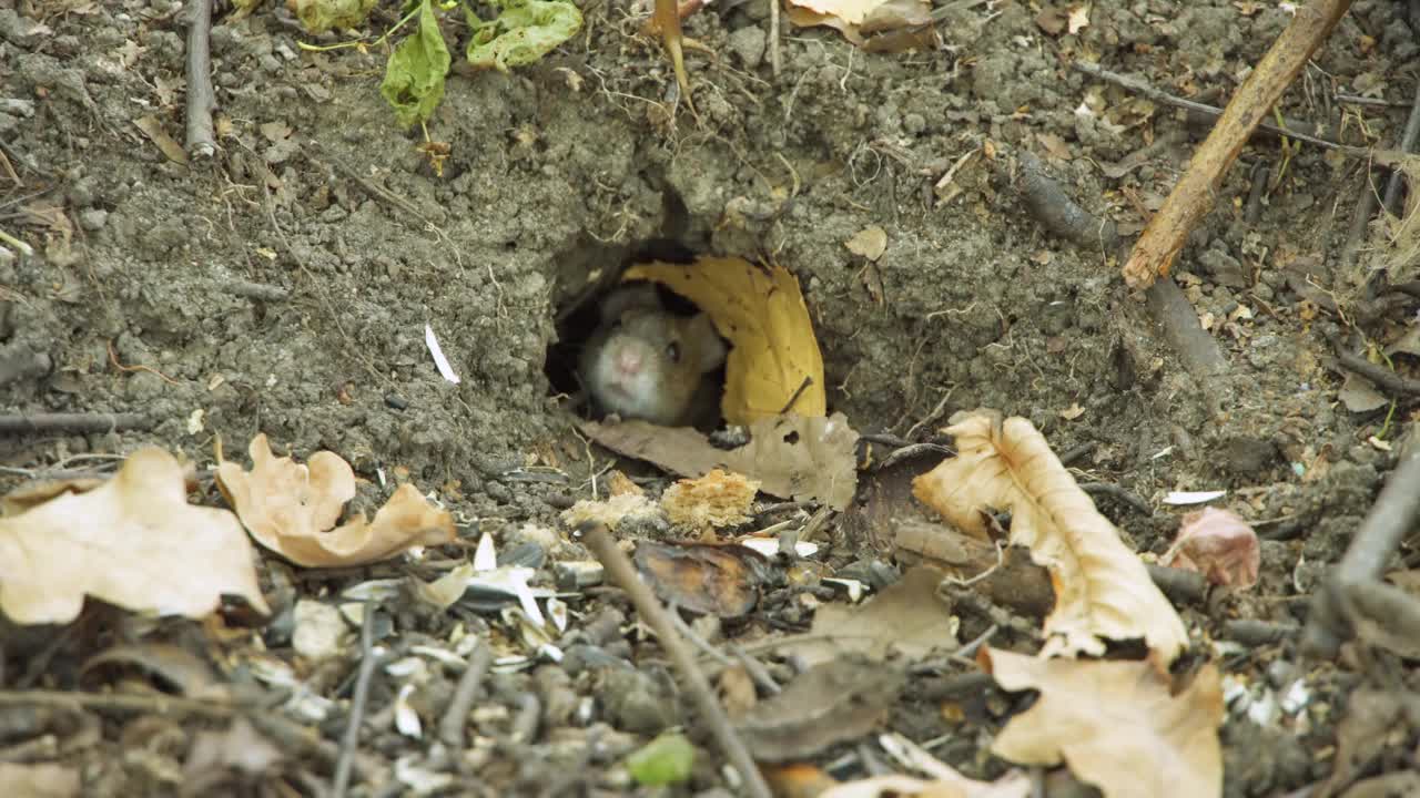 老鼠洞附近的秋天森林里的田鼠。农历星座2020年。中国新年的象征视频下载