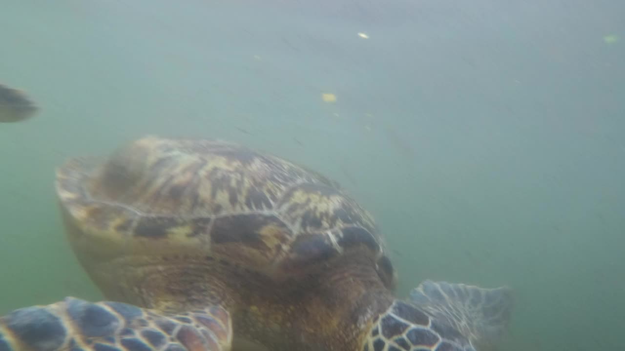 巨大的海龟在水下游泳，巴拉卡自然水族馆，非洲桑给巴尔视频下载