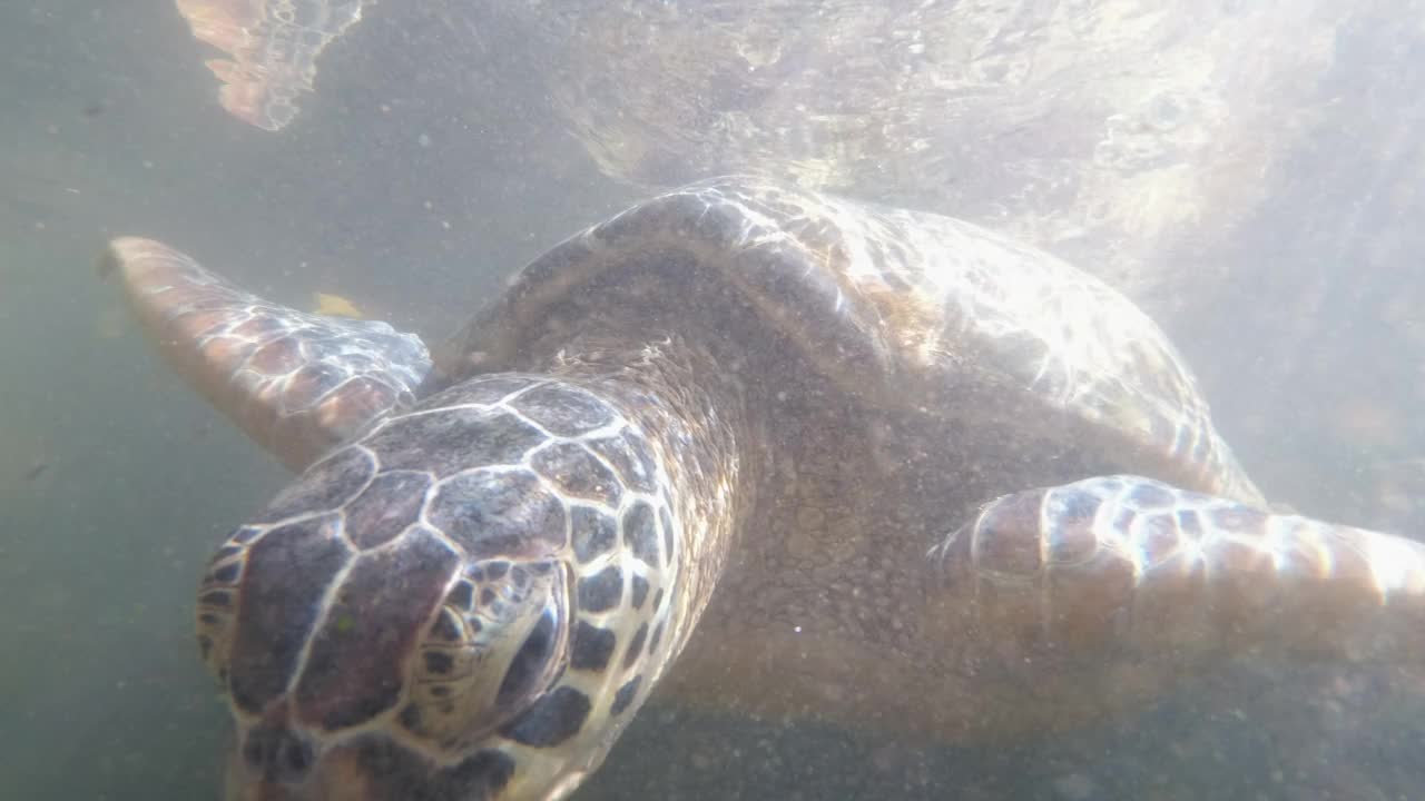 成群的巨型海龟在水下游泳，吃海藻，自然水族馆，桑给巴尔视频下载