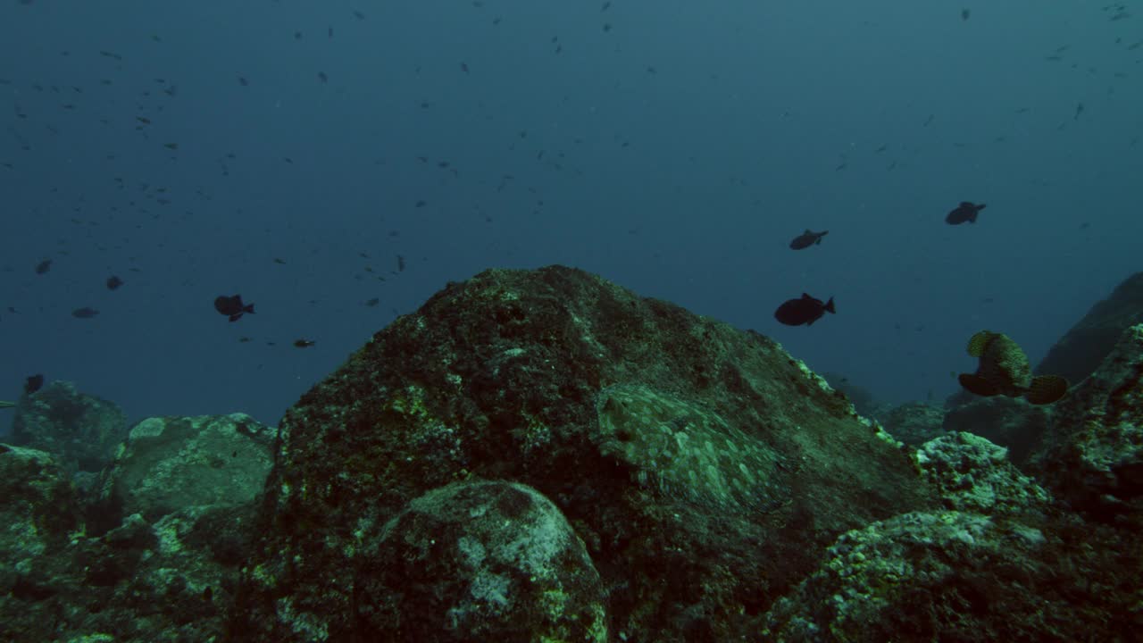 比目鱼游离岩石，阿森松岛。视频素材