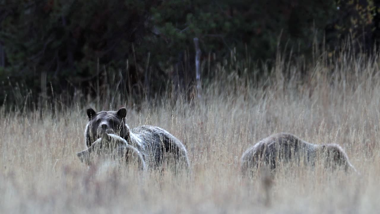 这是一只灰熊和两只小熊在黄昏时站起来的4K相机。勃朗黛视频素材