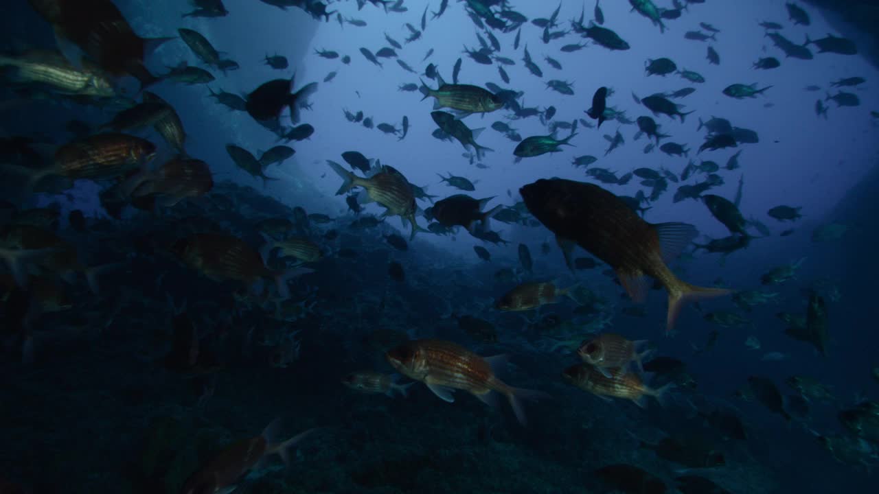 阿森松岛的一大群鱼。视频下载