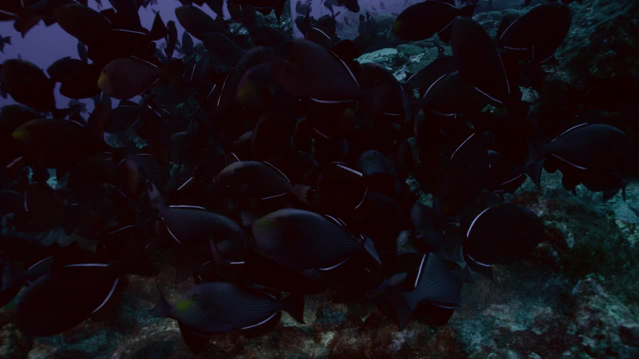 阿森松岛黑箭鱼群。视频下载