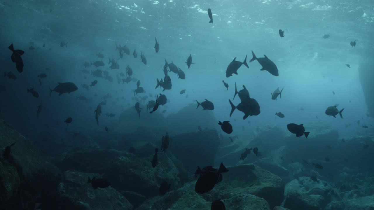 杰克和扳机鱼游过岩石，阿森松岛。视频下载