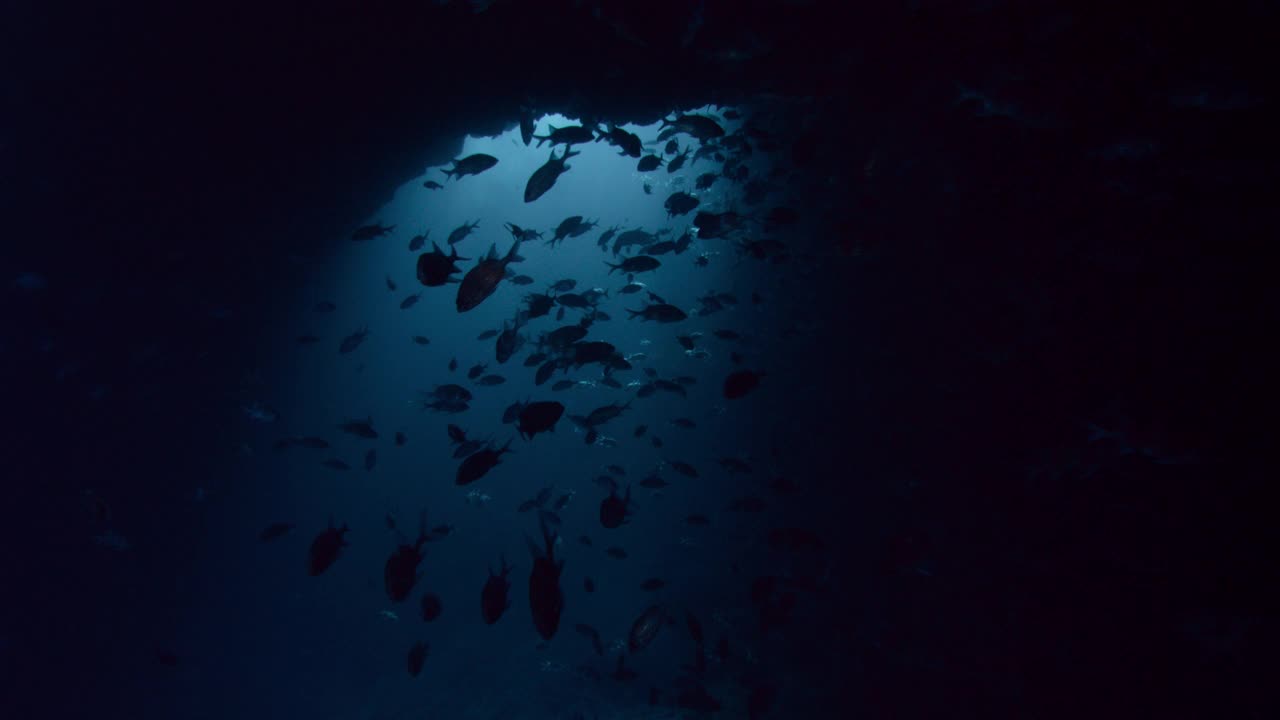 阿森松岛的一大群鱼。视频下载