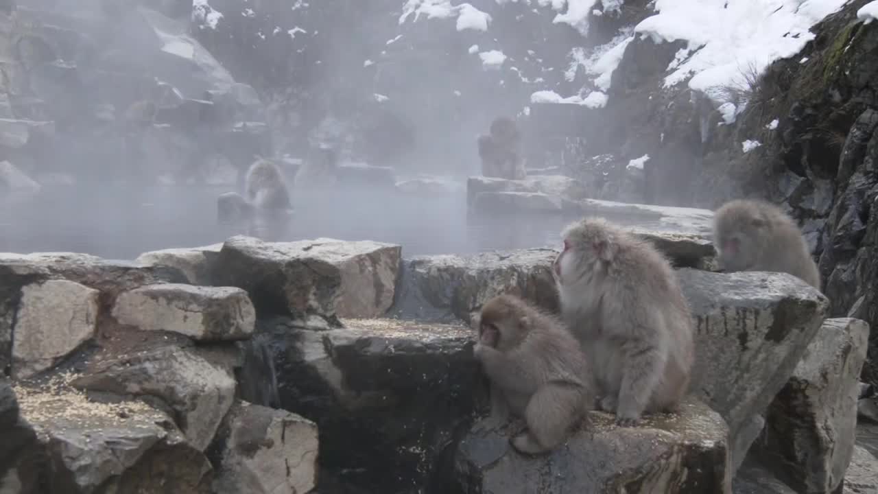 温泉中的日本猕猴，长野，日本视频素材