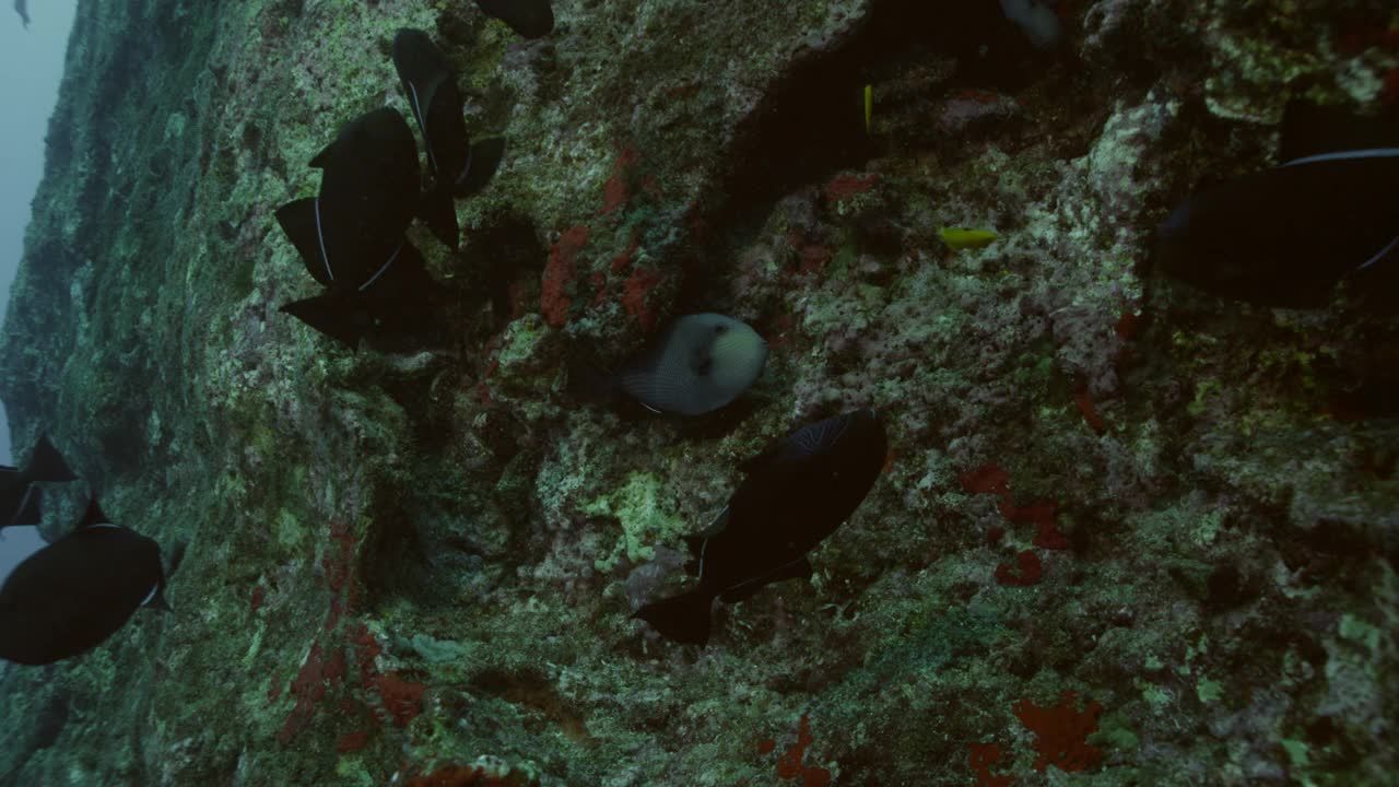 阿森松岛暗礁上的黑箭鱼。视频下载