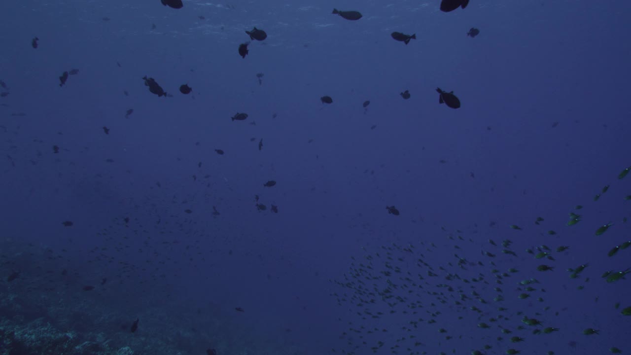 阿森松岛，一大群鱼游过暗礁。视频下载