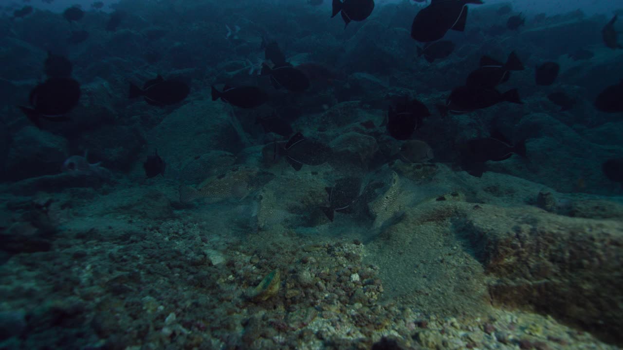 鱼游过阿森松岛的海床。视频下载