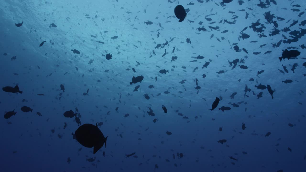 阿森松岛黑箭鱼群。视频下载