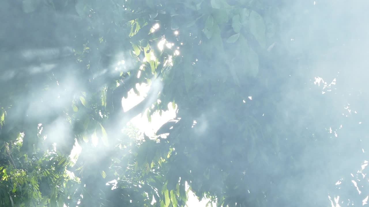 森林在雾中视频素材