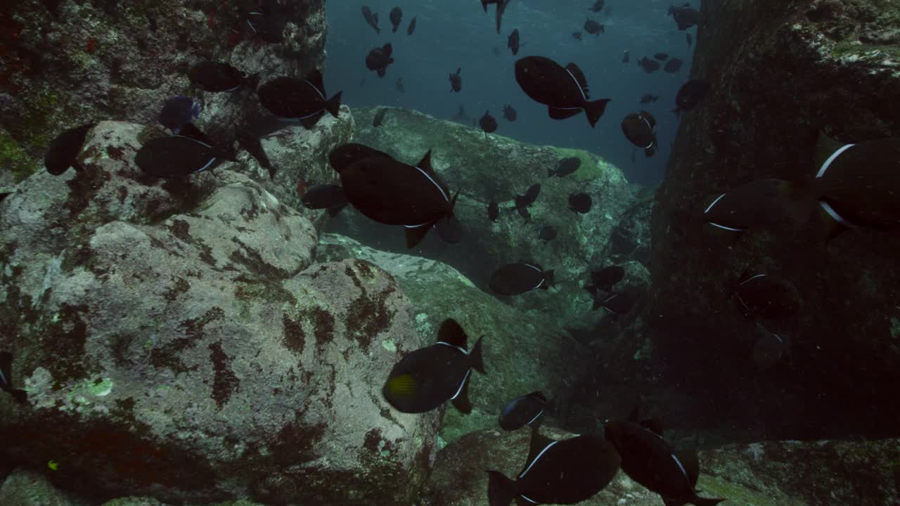 黑箭鱼游过阿森松岛的岩石。视频下载