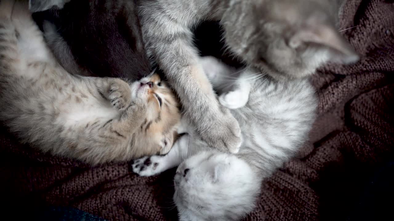 美国短毛猫小猫玩耍视频素材