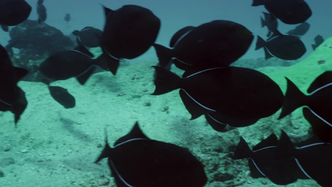 阿森松岛黑箭鱼群视频下载