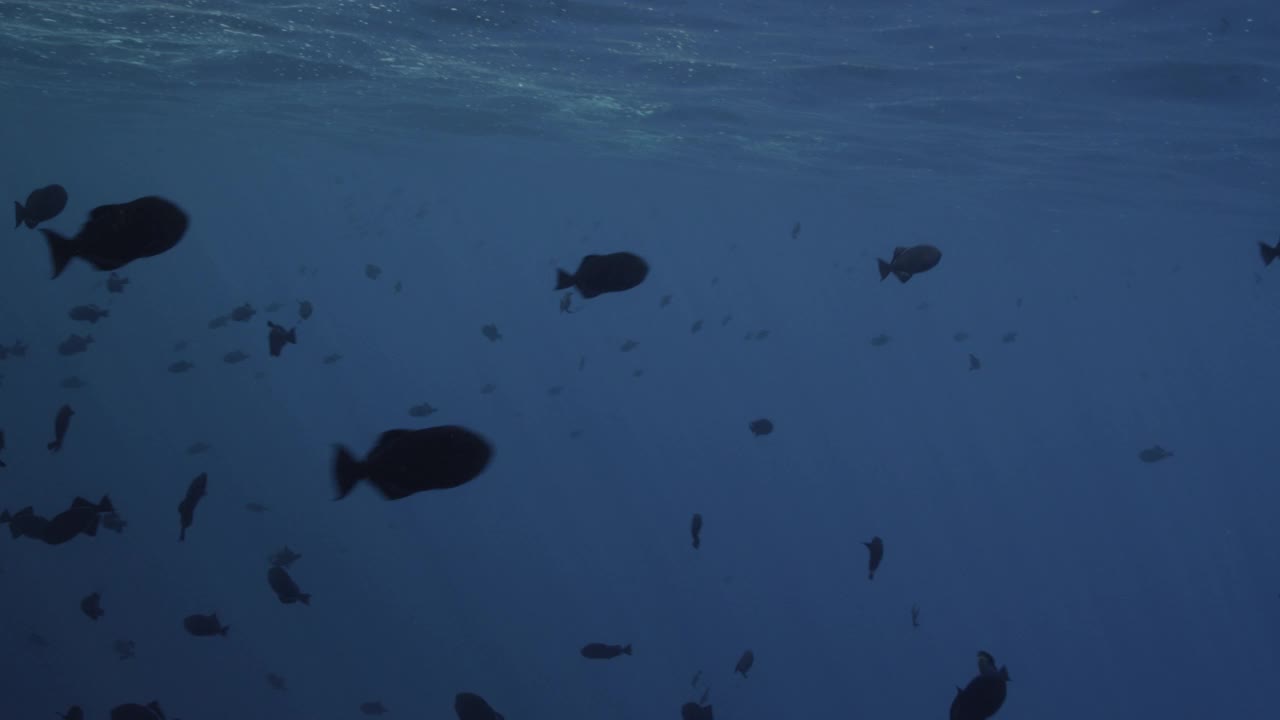 阿森松岛黑箭鱼群视频下载