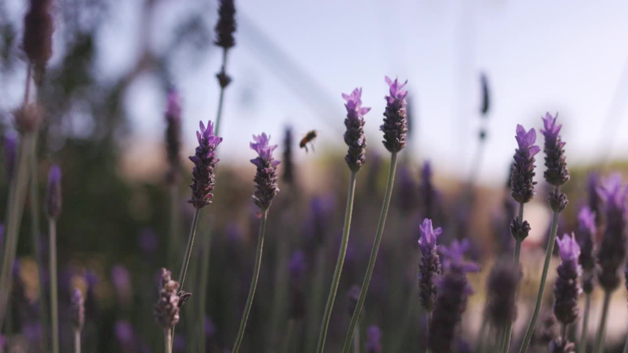 蜜蜂为薰衣草花授粉视频素材