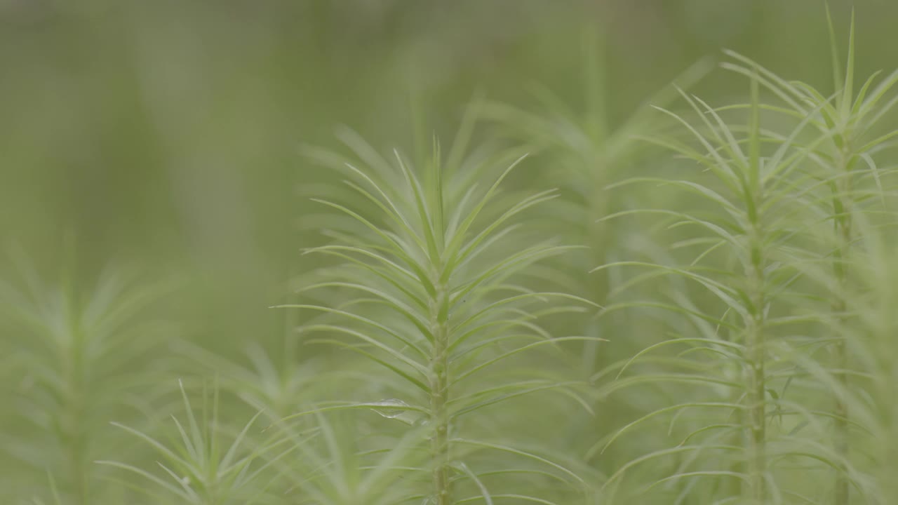 一株植物的特写视频下载