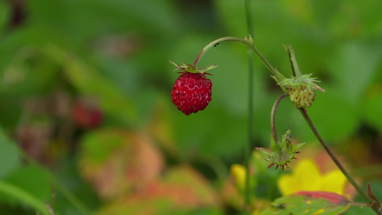 野草莓视频素材