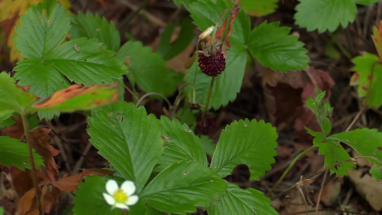 野草莓视频素材