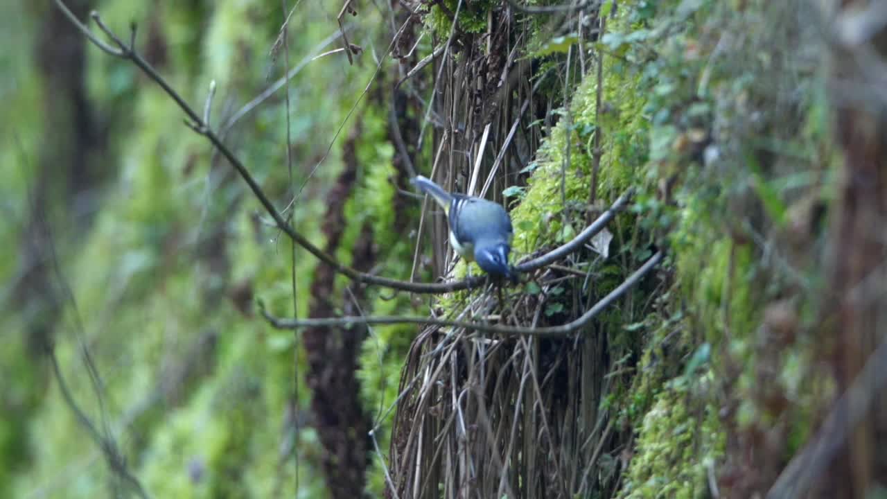 一只鸟叼着食物坐在树枝上的慢动作镜头视频下载